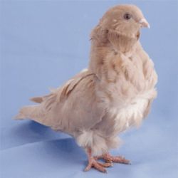 MEWKA CHISKA5